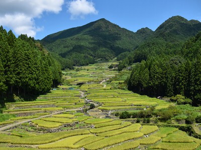 晴天の千枚棚田