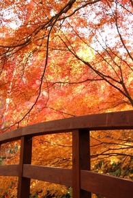 森林公園の太鼓橋