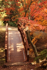 森林公園の太鼓橋