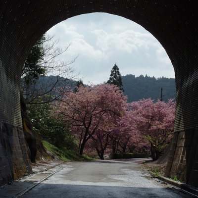 新城河津桜