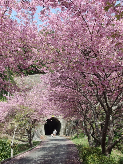 新城河津桜