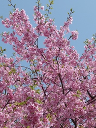 新城河津桜