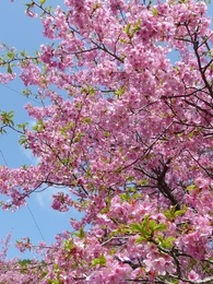 新城河津桜