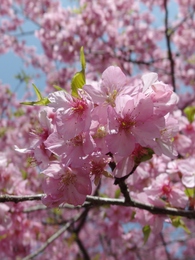 新城河津桜
