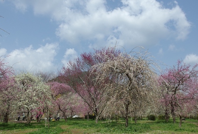 木下梅園