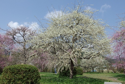 木下梅園