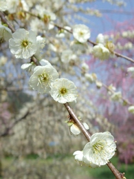 木下梅園