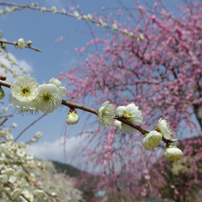 木下梅園