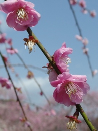 木下梅園