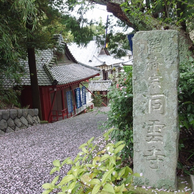 洞雲寺　桜15’