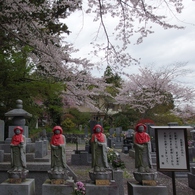 洞雲寺　桜15’