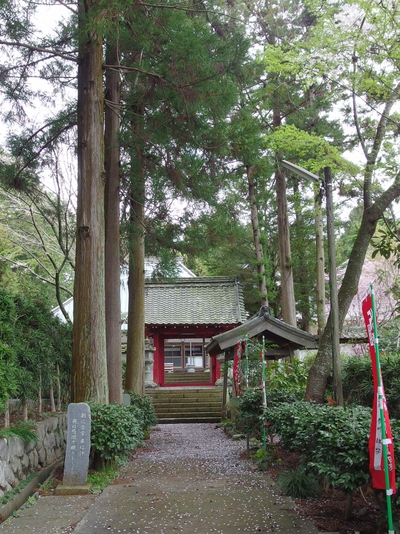 洞雲寺　桜15’
