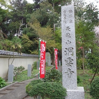 洞雲寺　桜15’
