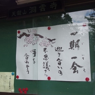 洞雲寺　桜15’