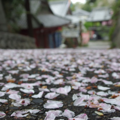 洞雲寺　桜15’