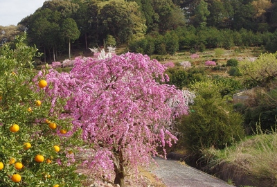 ダイダラボッチの足跡　桜15’