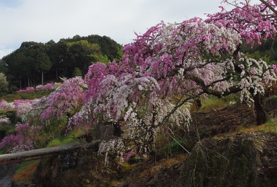 ダイダラボッチの足跡　桜15’
