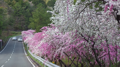 オレンジロード　桜15’
