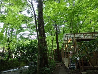 新緑の小国神社　