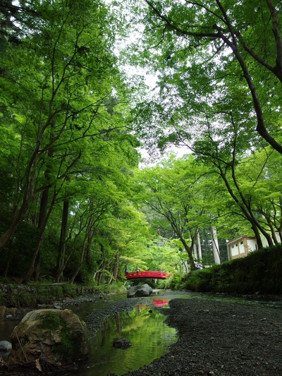 新緑の小国神社　