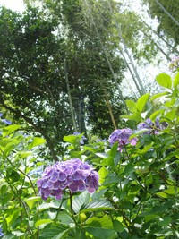 極楽寺あじさい寺