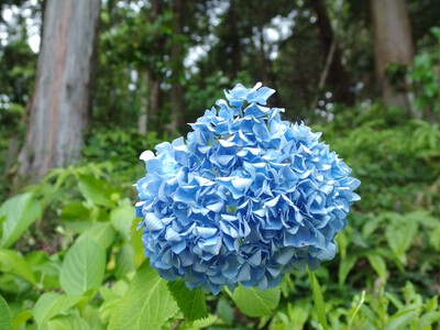 極楽寺あじさい寺