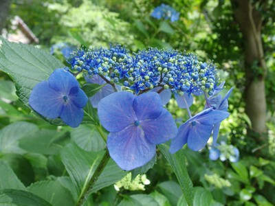 極楽寺あじさい寺