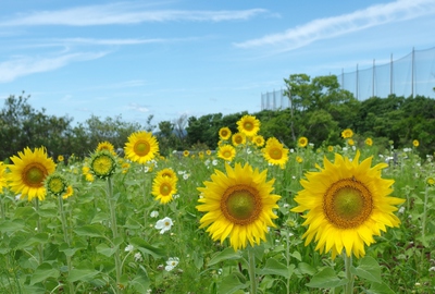 向日葵と青空
