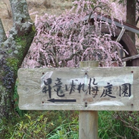 奥山高原「梅」
