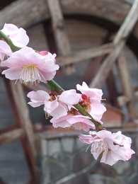 奥山高原「梅」