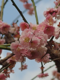 奥山高原「梅」