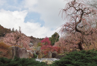 奥山高原「梅」