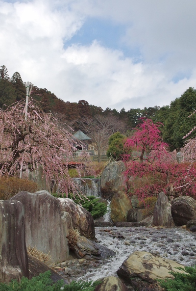 奥山高原「梅」