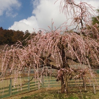 奥山高原「梅」