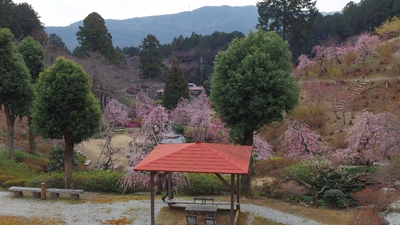奥山高原「梅」