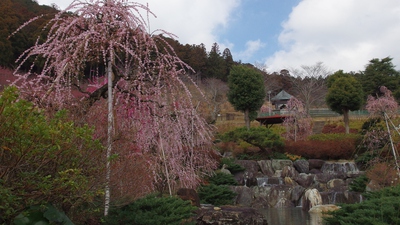 奥山高原「梅」