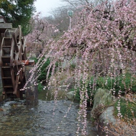 奥山高原「梅」