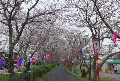 姫様道中　桜16