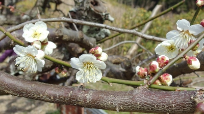 長楽寺の庭園