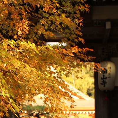 見頃の油山寺