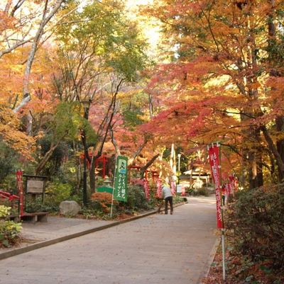 見頃の油山寺