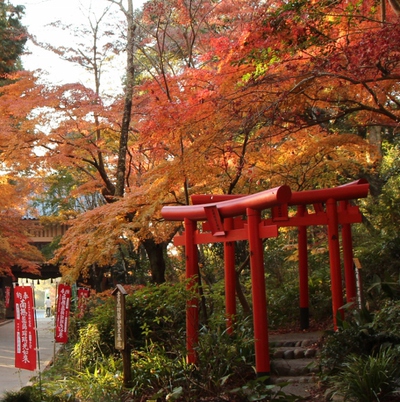 見頃の油山寺