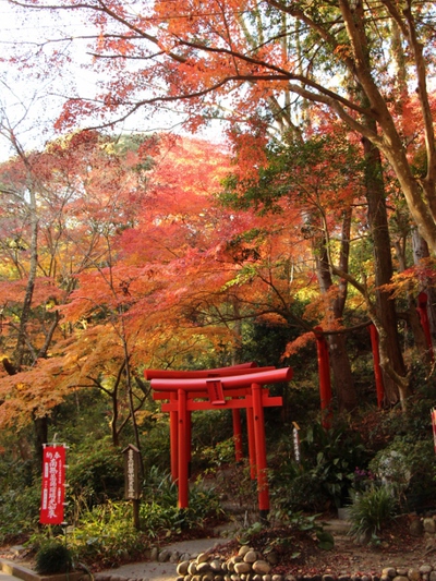 見頃の油山寺
