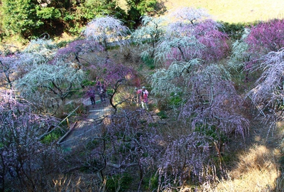 龍尾神社「枝垂れ梅」