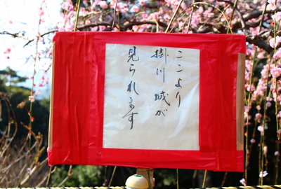 龍尾神社「枝垂れ梅」