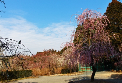 龍尾神社「枝垂れ梅」