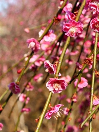 龍尾神社「枝垂れ梅」