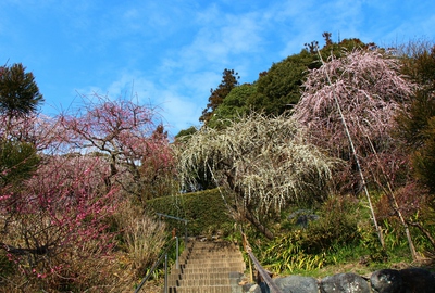 龍尾神社「枝垂れ梅」
