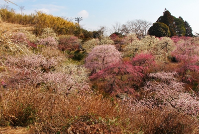 龍尾神社「枝垂れ梅」