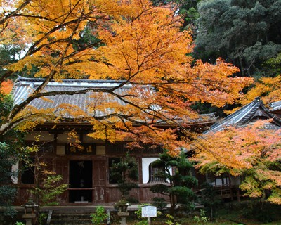 ２０２４年紅葉『大洞院』